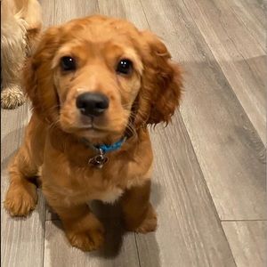 Meet your Posher, Princess